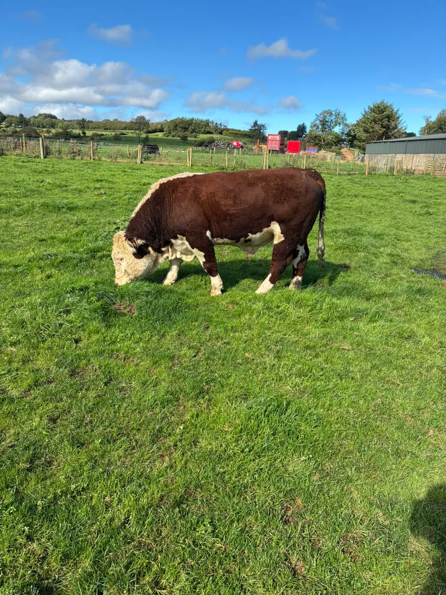 Pedigree Hereford bull - Image 2