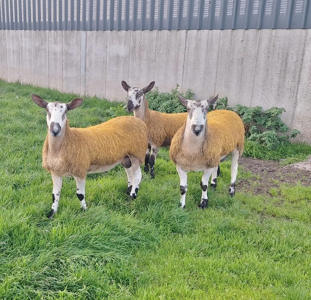 Purebred registered Blueface Leicester ram lambs - Image 2