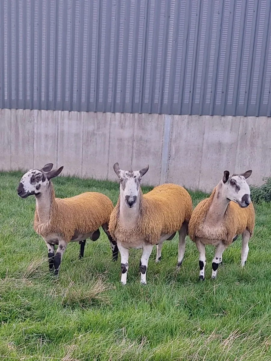 Purebred registered Blueface Leicester ram lambs - Image 3