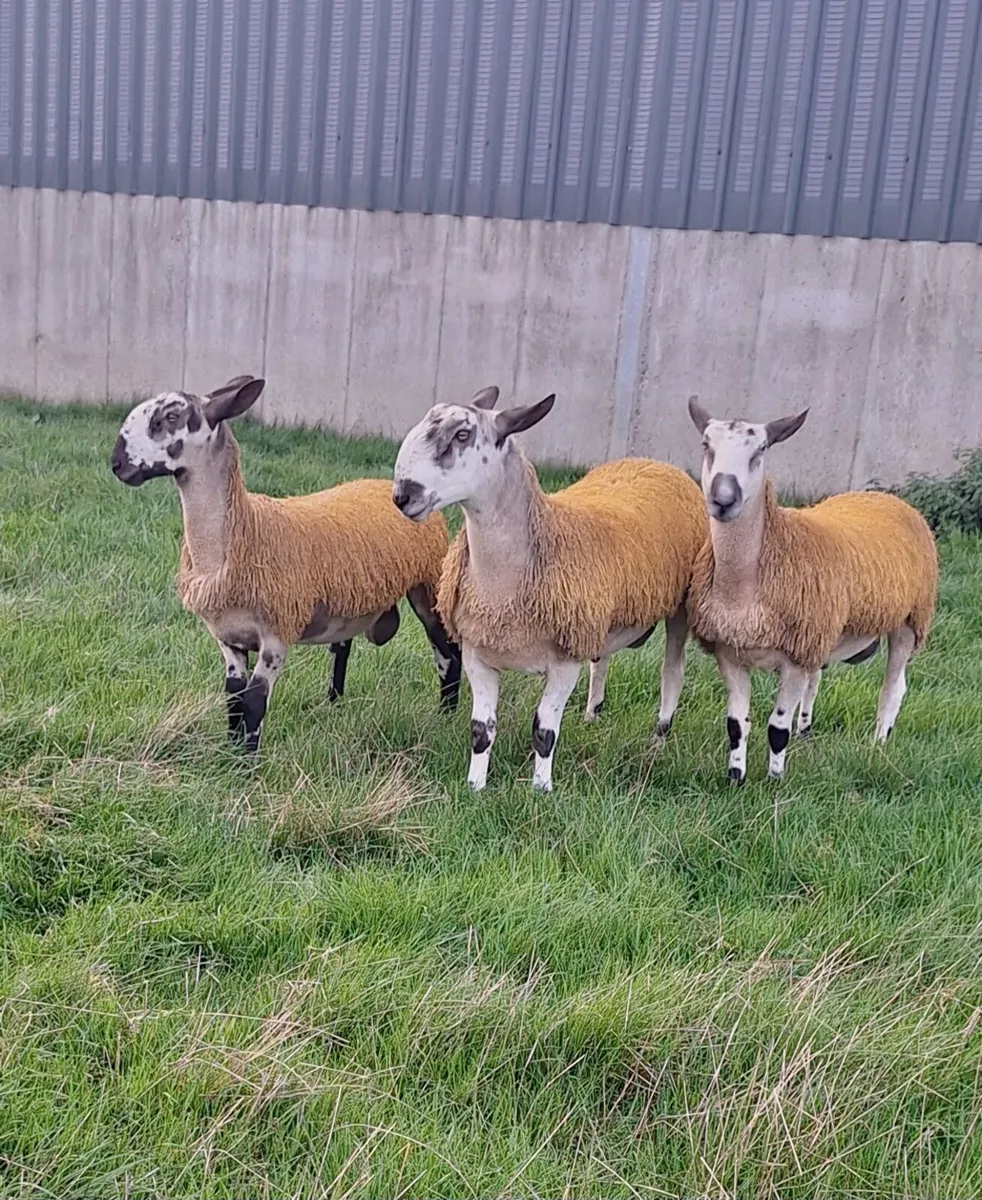 Purebred registered Blueface Leicester ram lambs - Image 4