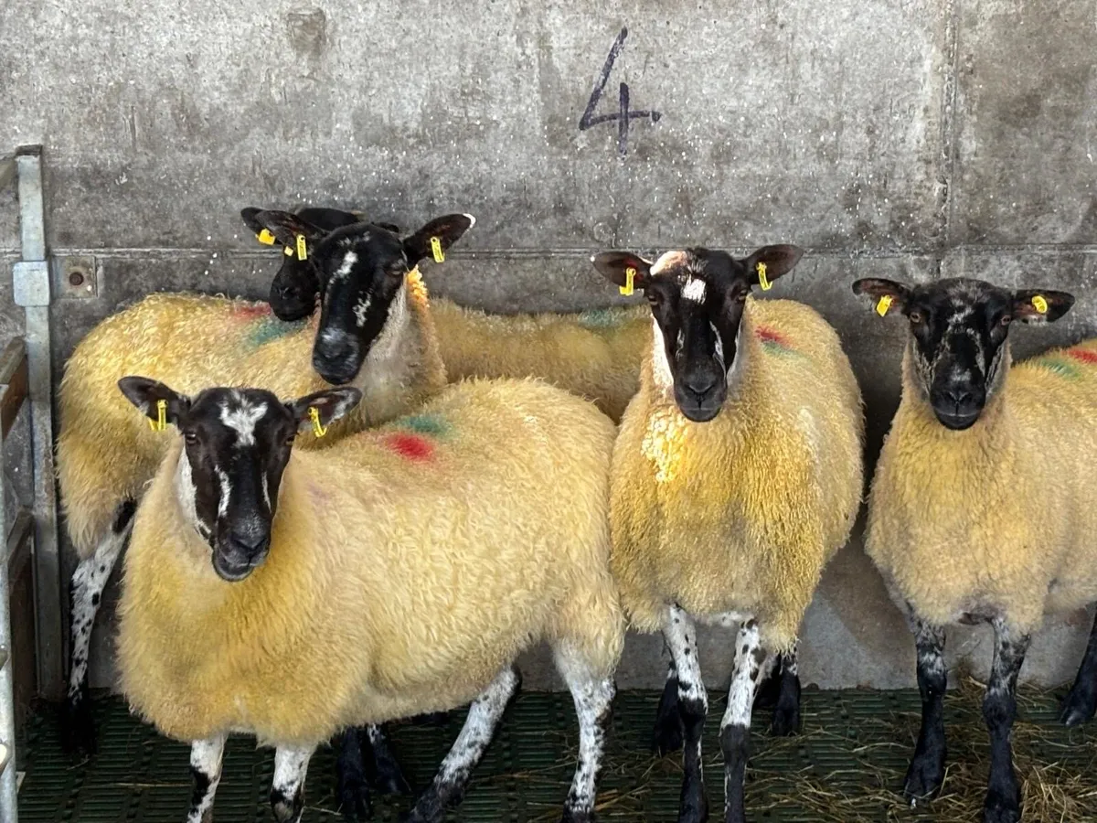 1st Crop Ewes - Image 1