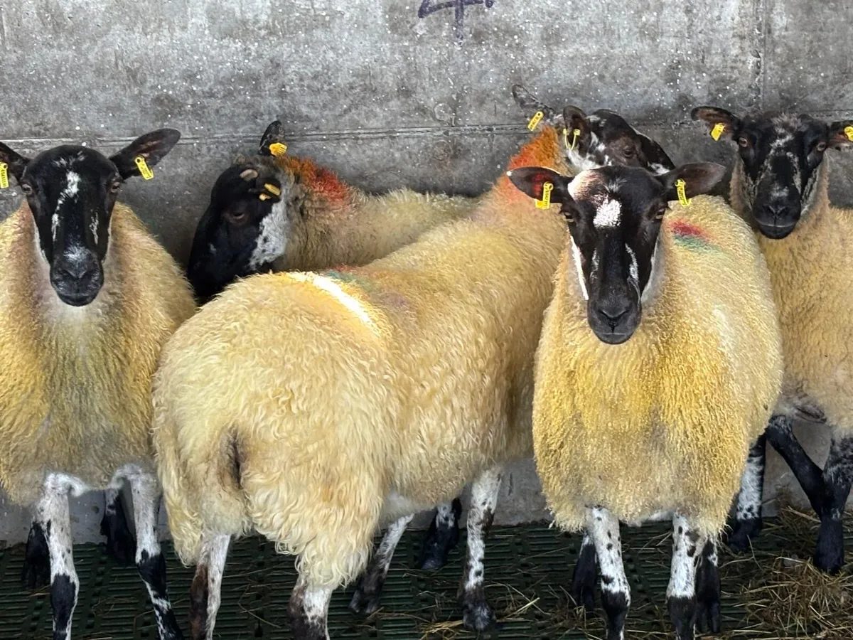 1st Crop Ewes - Image 2