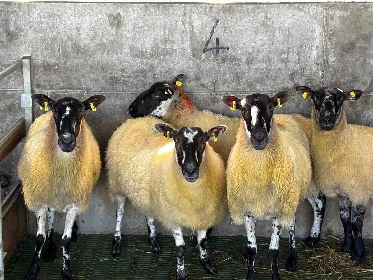 1st Crop Ewes - Image 3