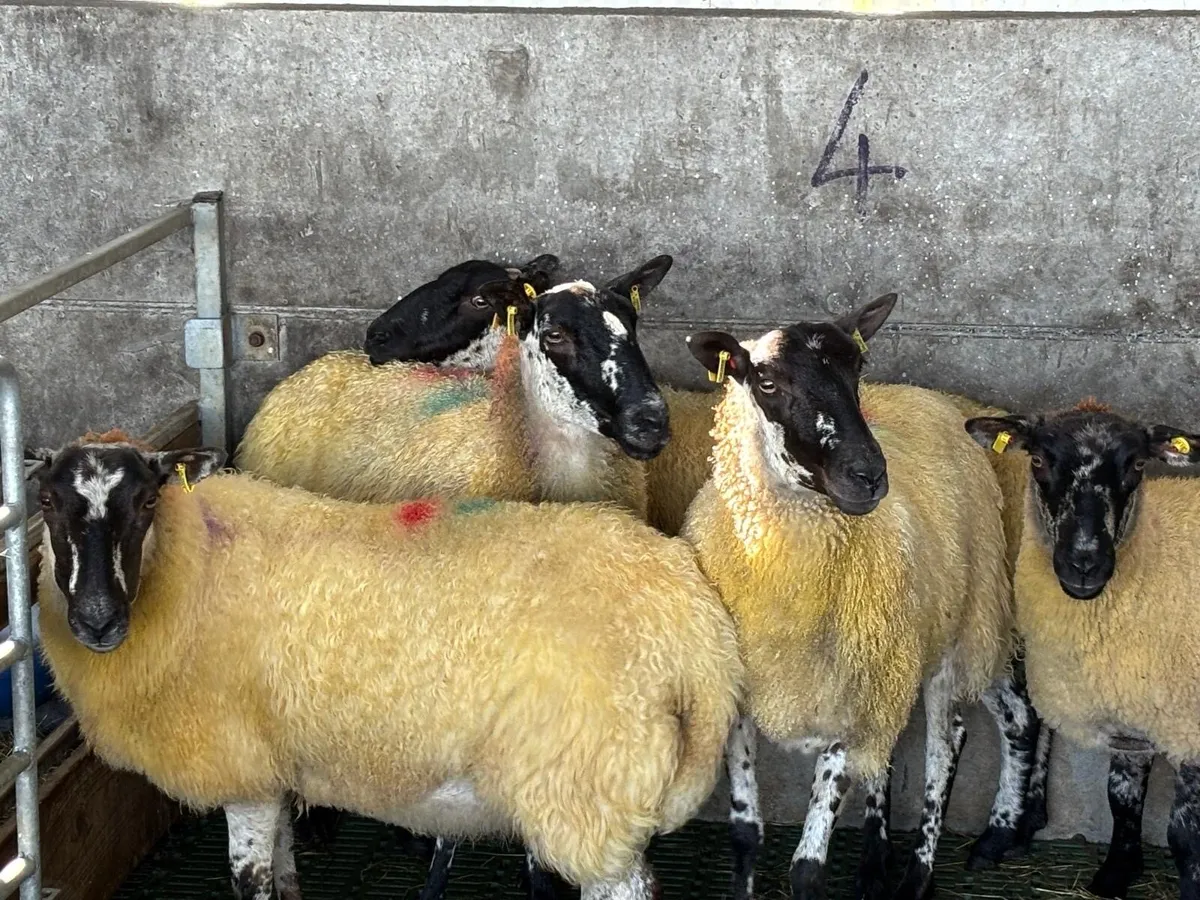 1st Crop Ewes - Image 4