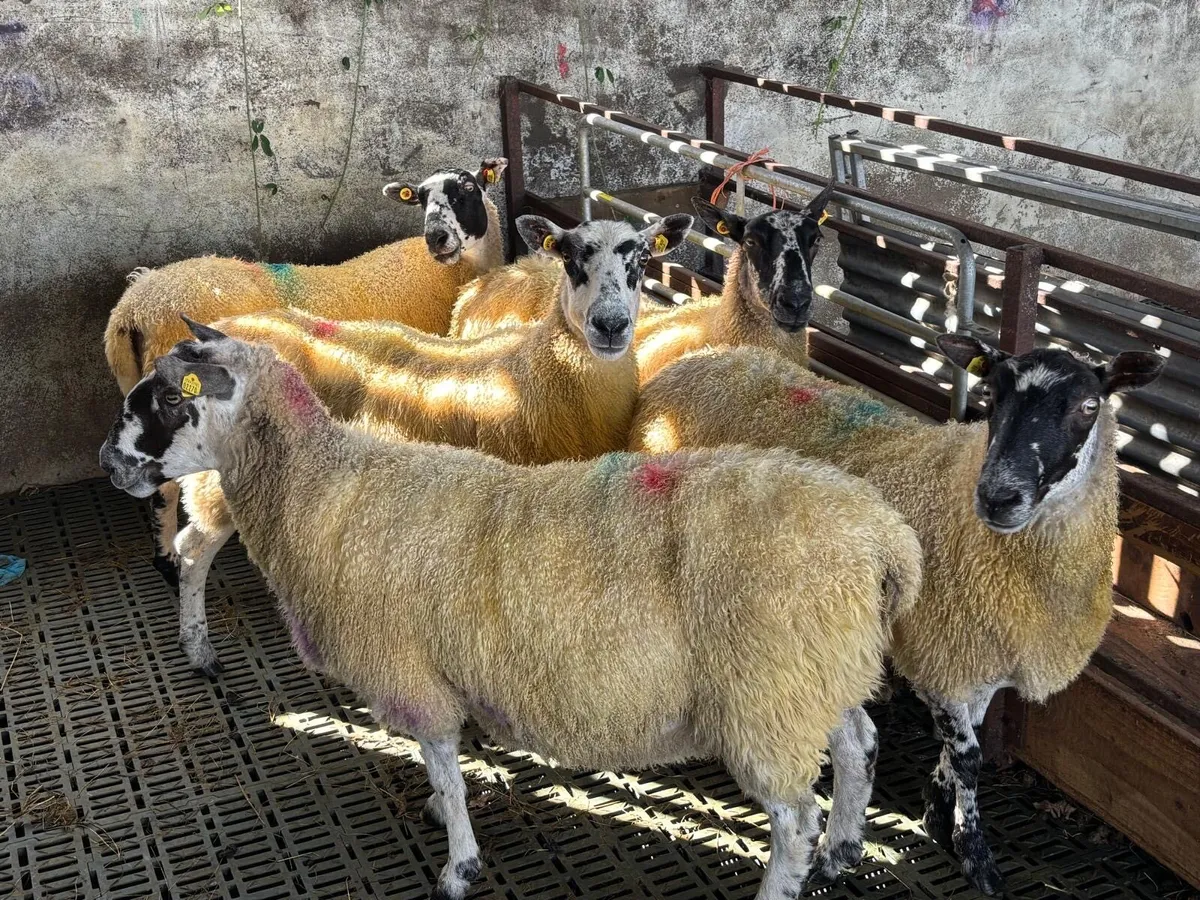 5 Mule Ewes - Image 2