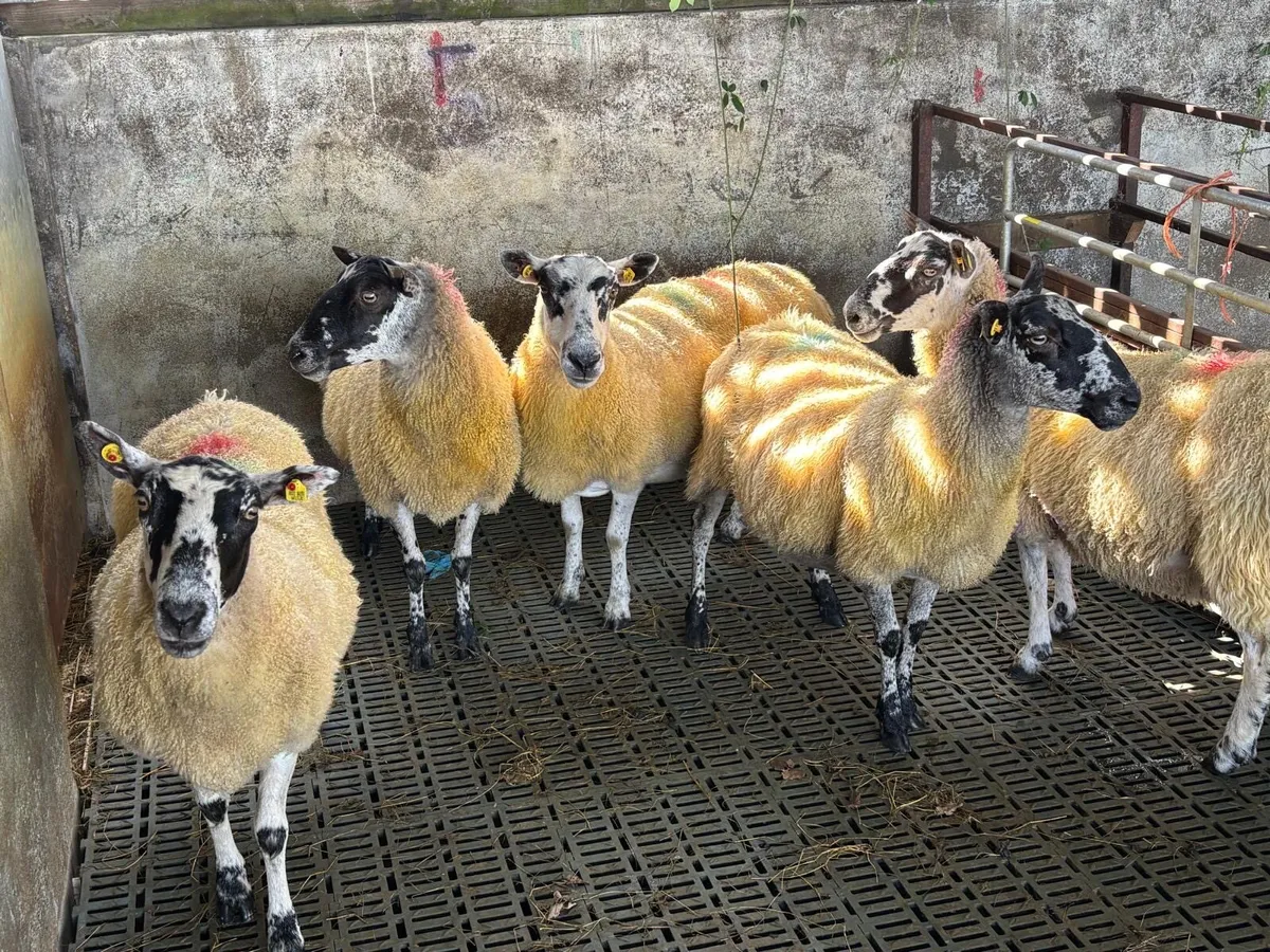5 Mule Ewes - Image 3