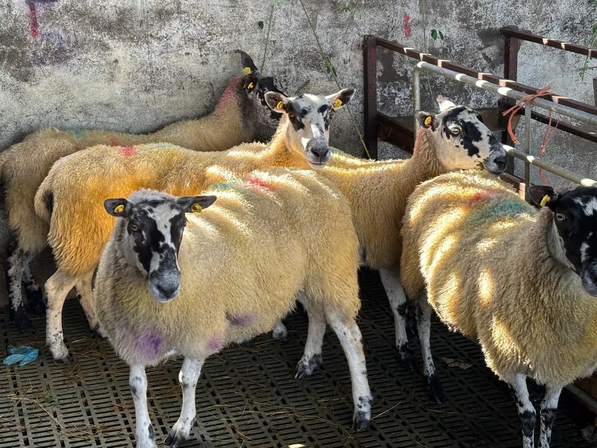 5 Mule Ewes - Image 4