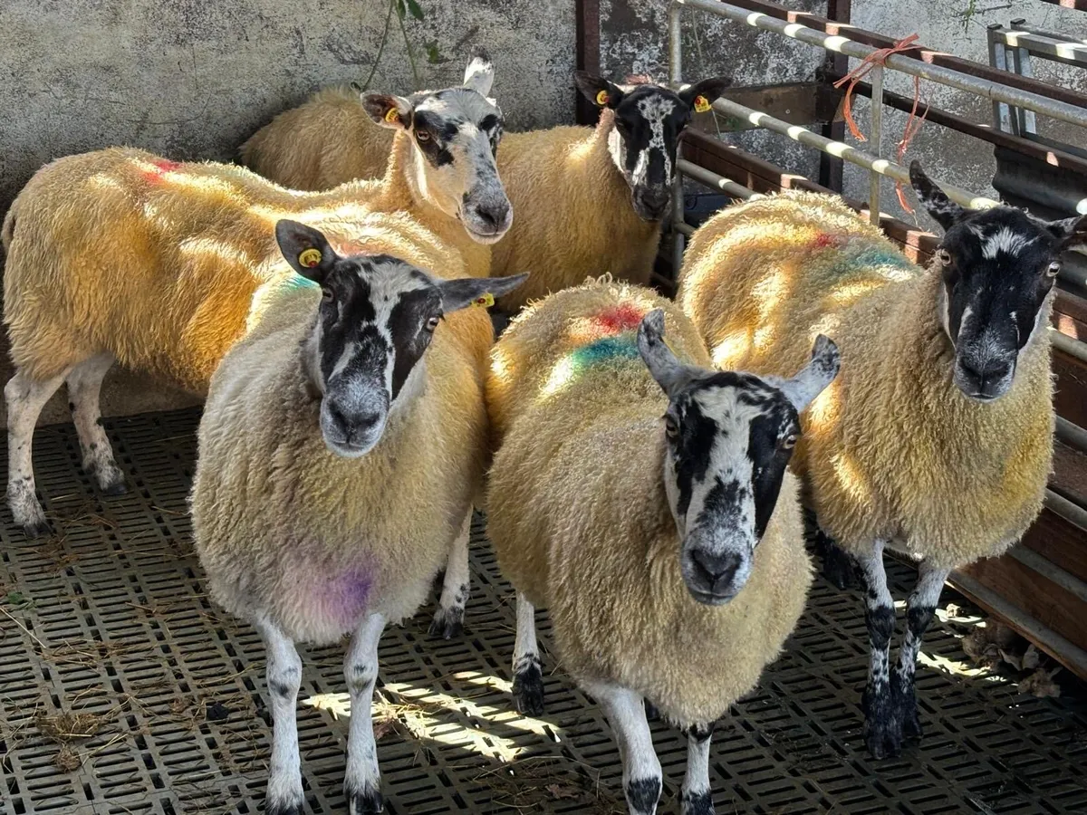 5 Mule Ewes - Image 1