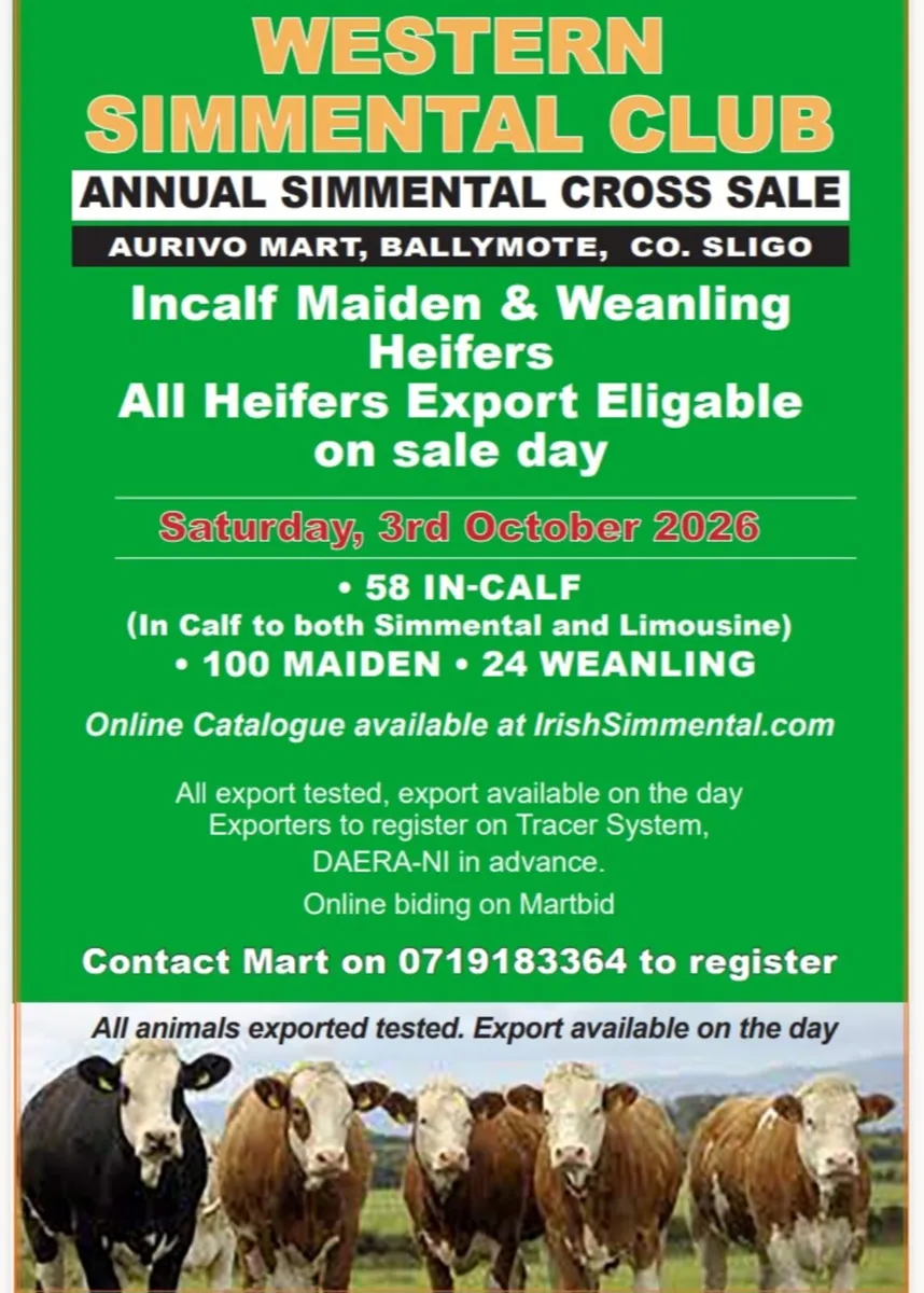 170 Simmental cross heifers - Image 1