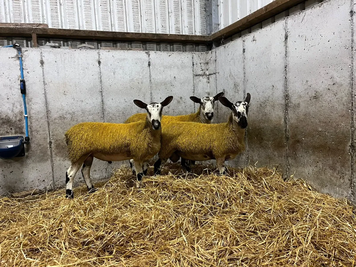 Purebred registered Blueface Leicester ram lambs - Image 1