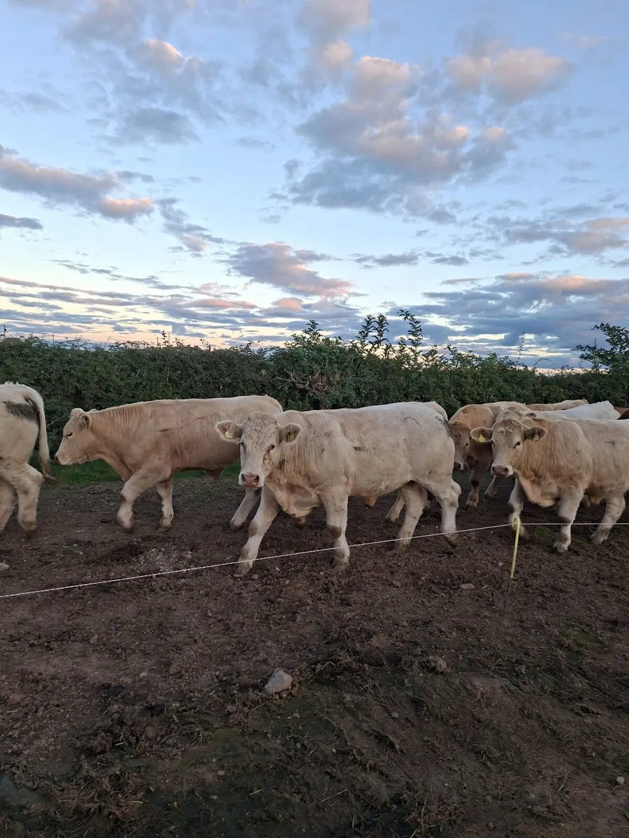 West of Ireland Bullocks - Image 1
