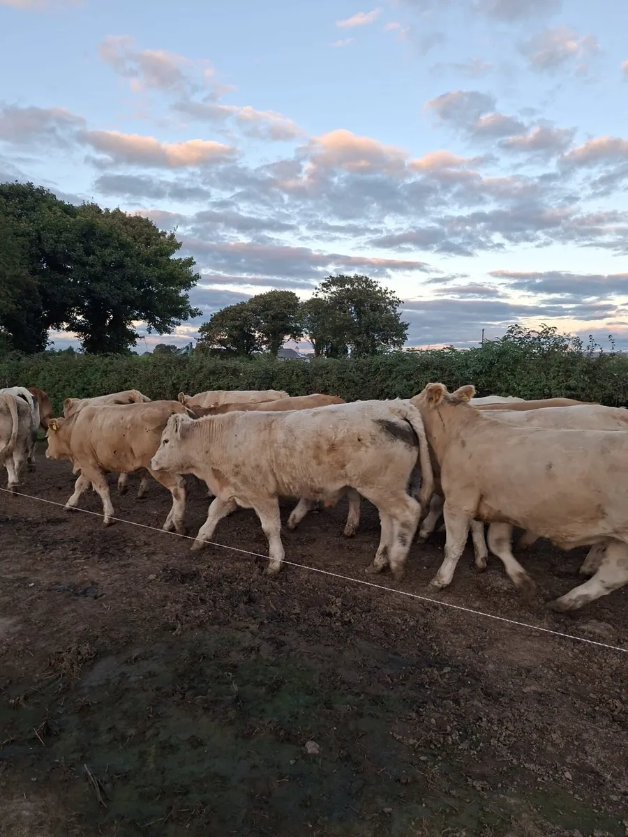 West of Ireland Bullocks - Image 2