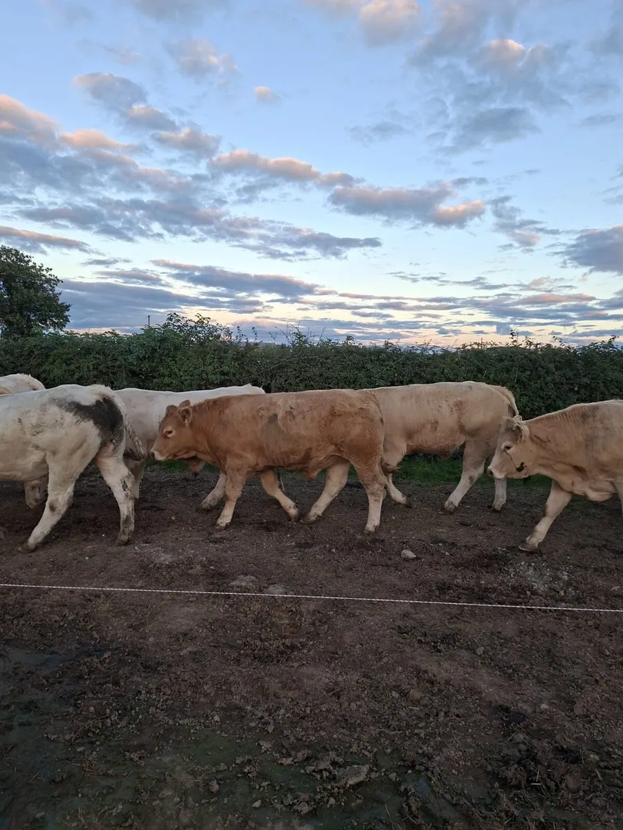 West of Ireland Bullocks - Image 3