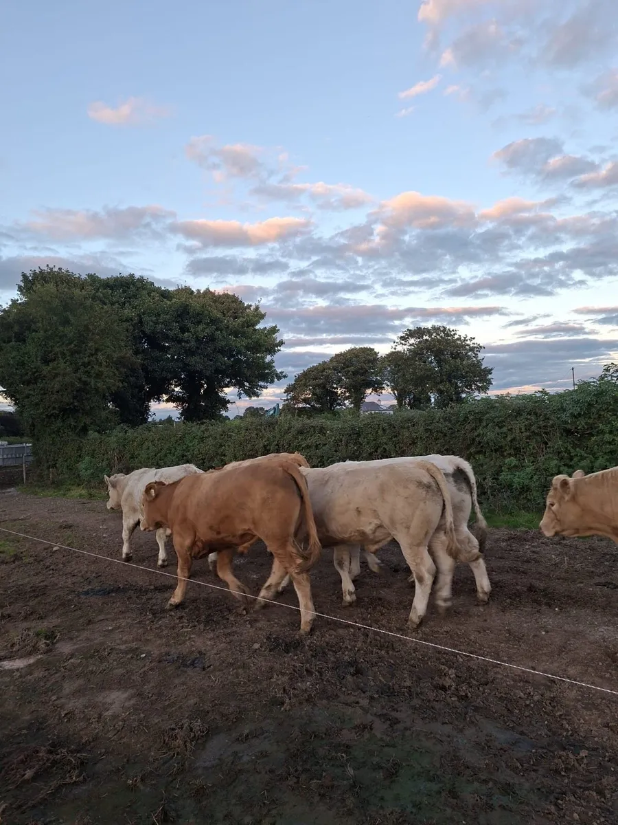 West of Ireland Bullocks - Image 4