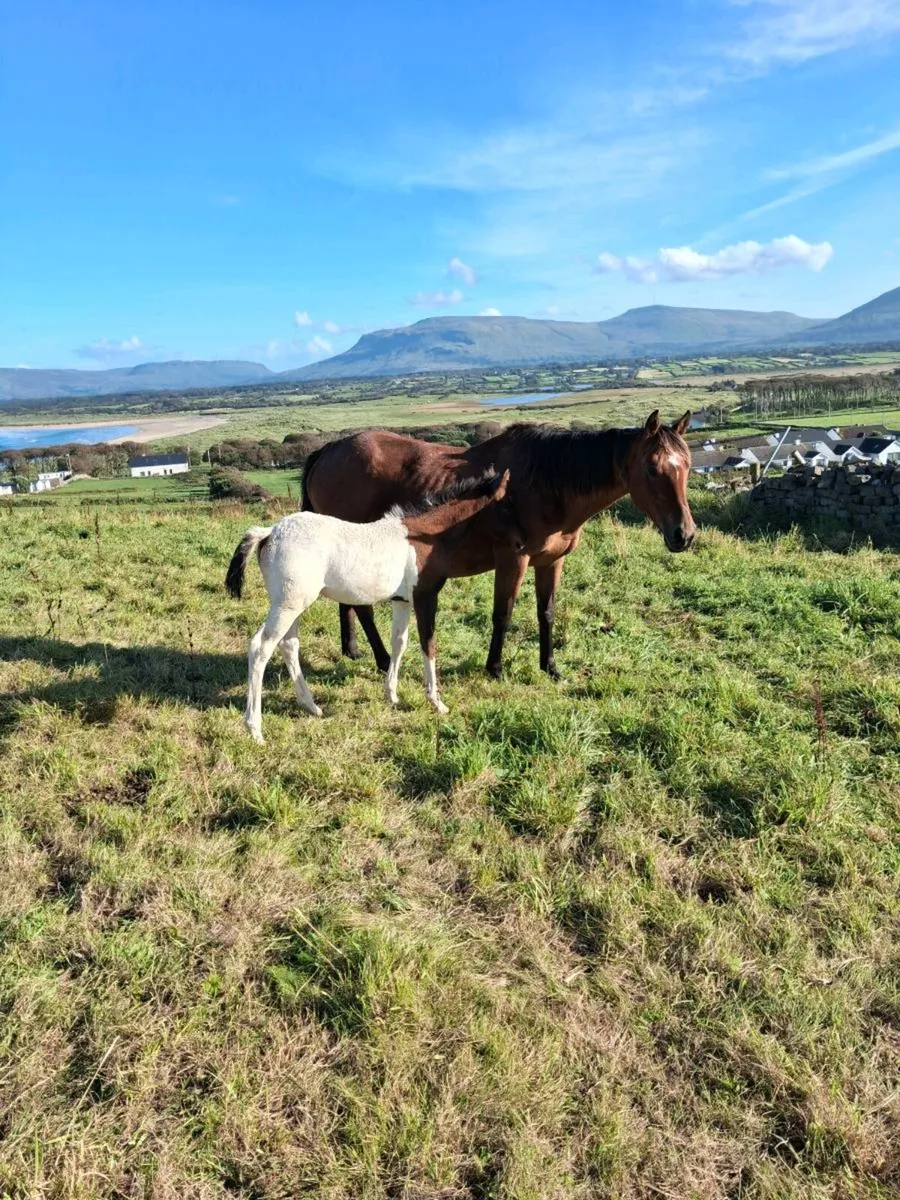 Mare and foal - Image 1