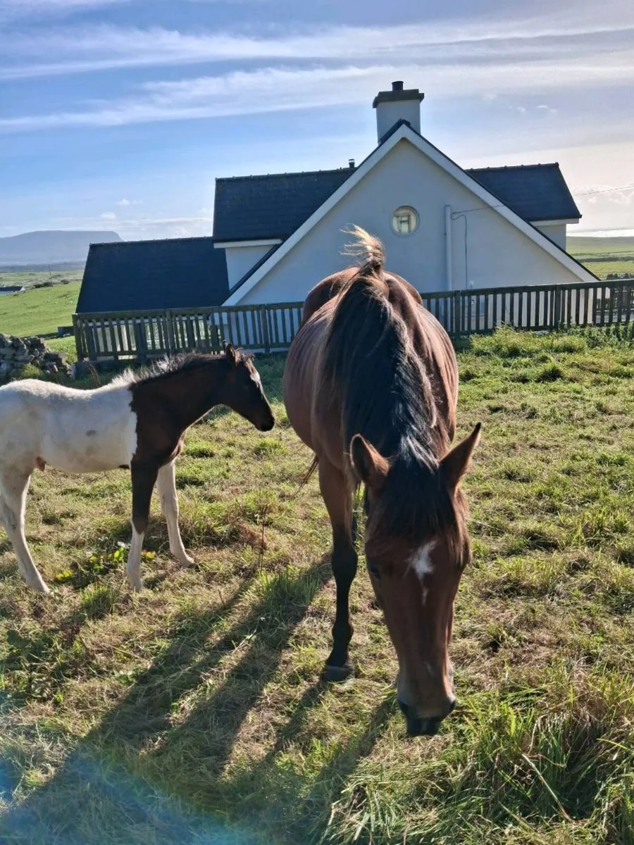 Mare and foal - Image 4