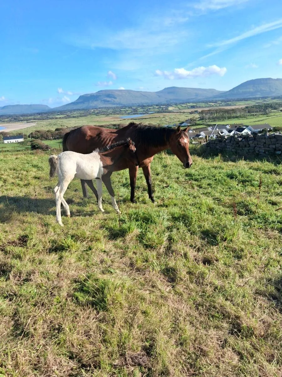 Mare and foal - Image 2