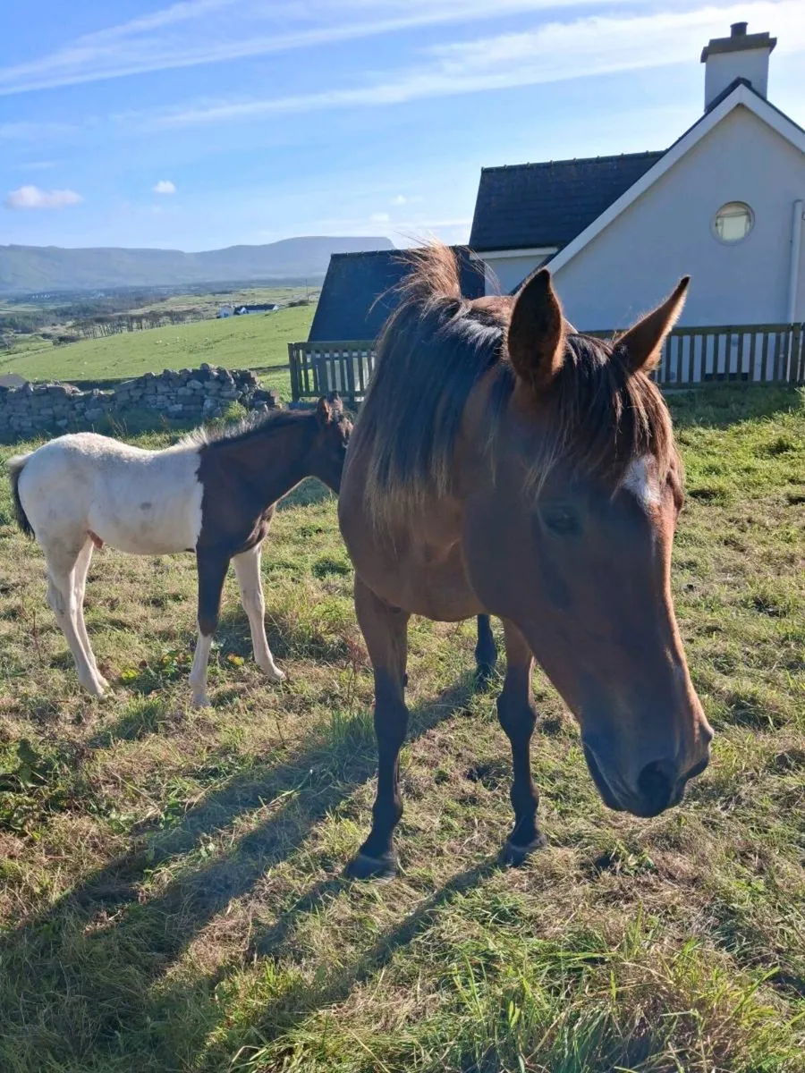 Mare and foal - Image 3
