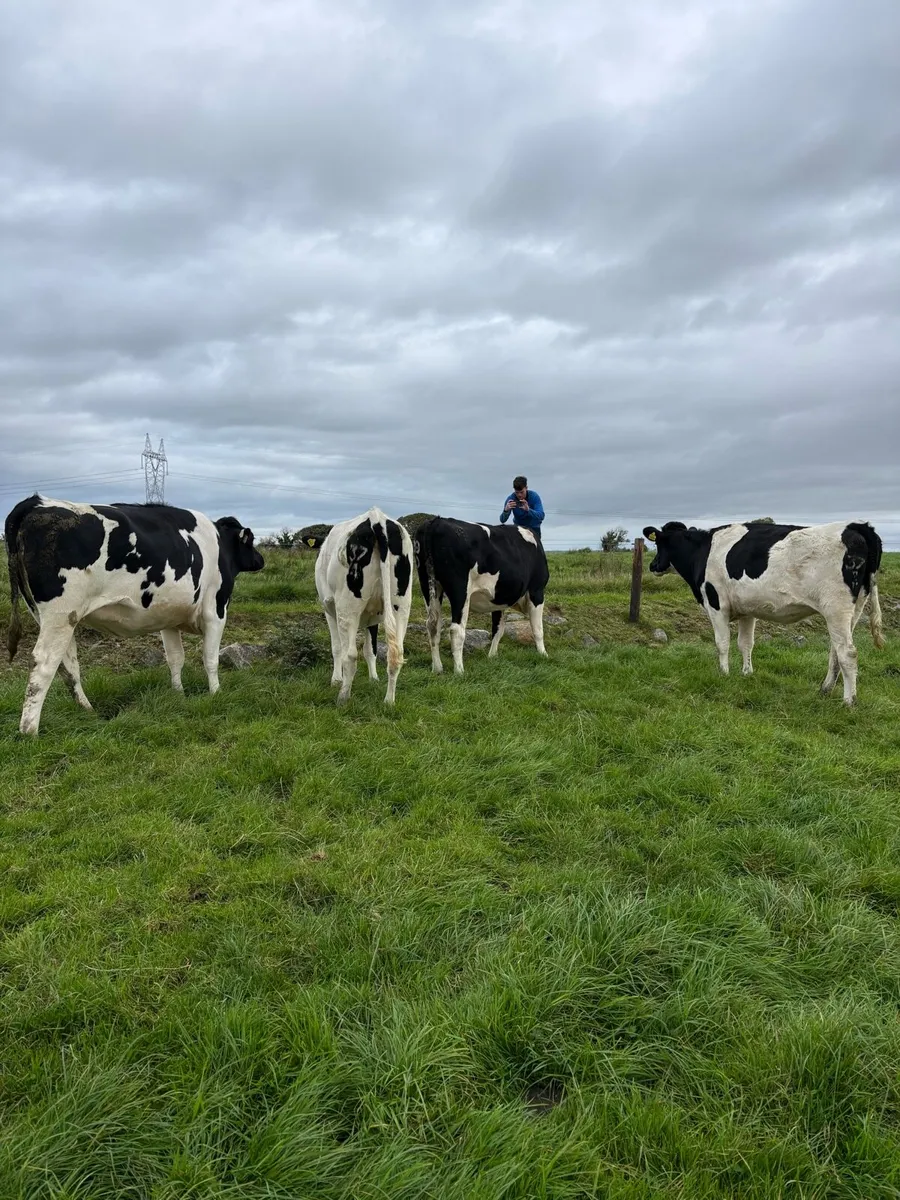 In Calf Heifers - Image 2