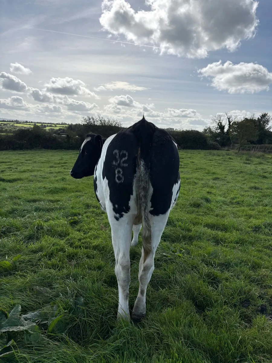 In Calf Heifers - Image 4