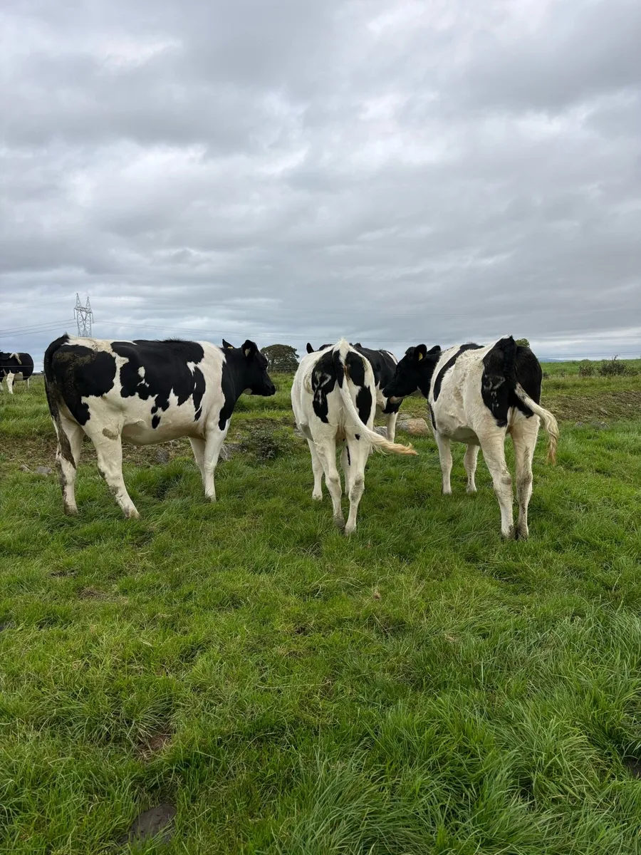 In Calf Heifers - Image 3