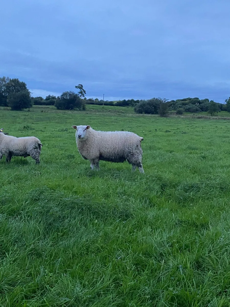 PBR Belclare Ram Lamb - Image 1