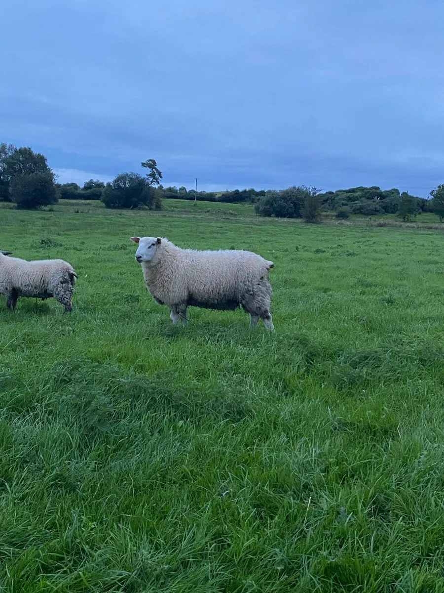 PBR Belclare Ram Lamb - Image 2