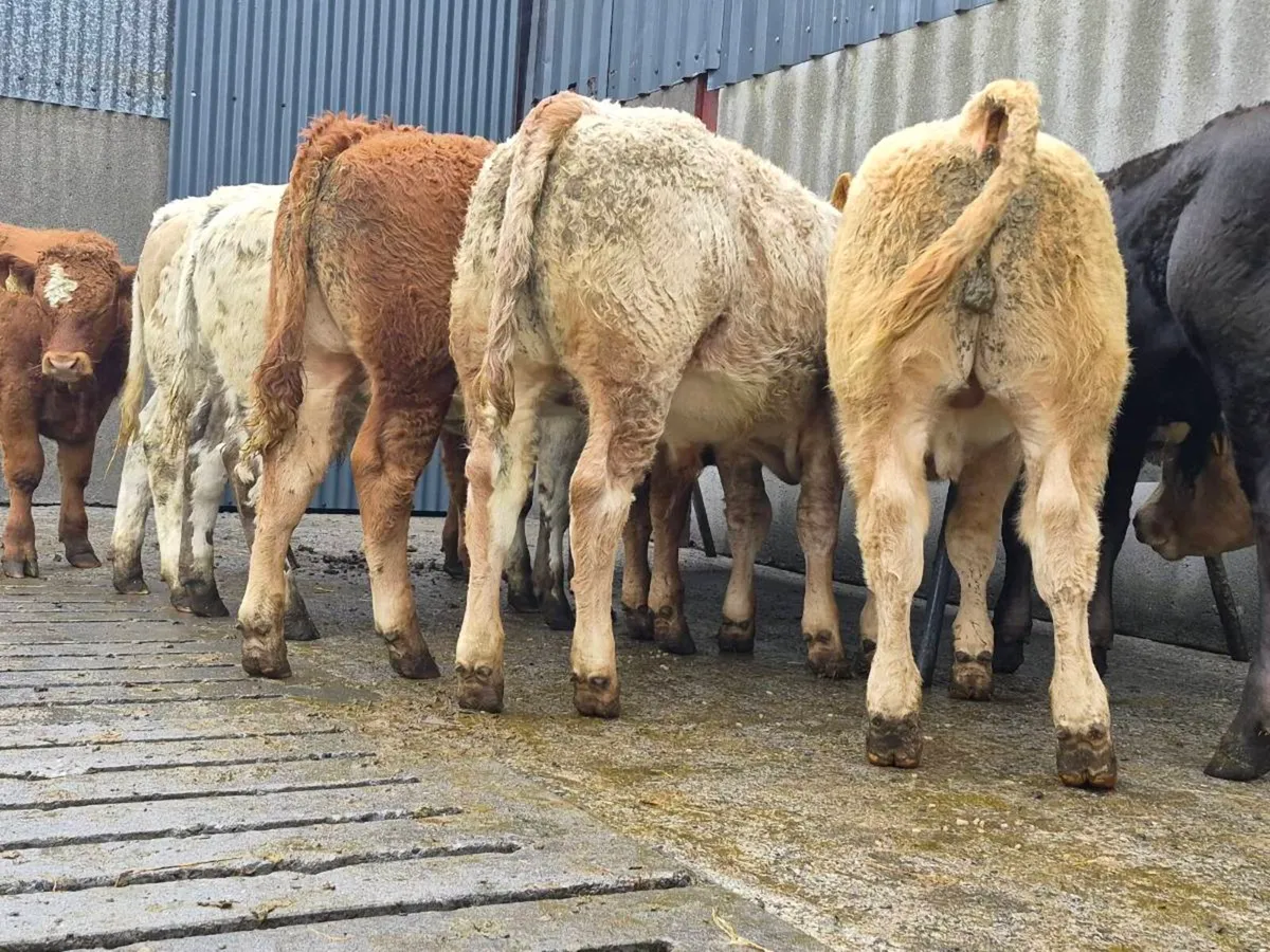 20 Super Bull Weanlings For Sale - Image 2