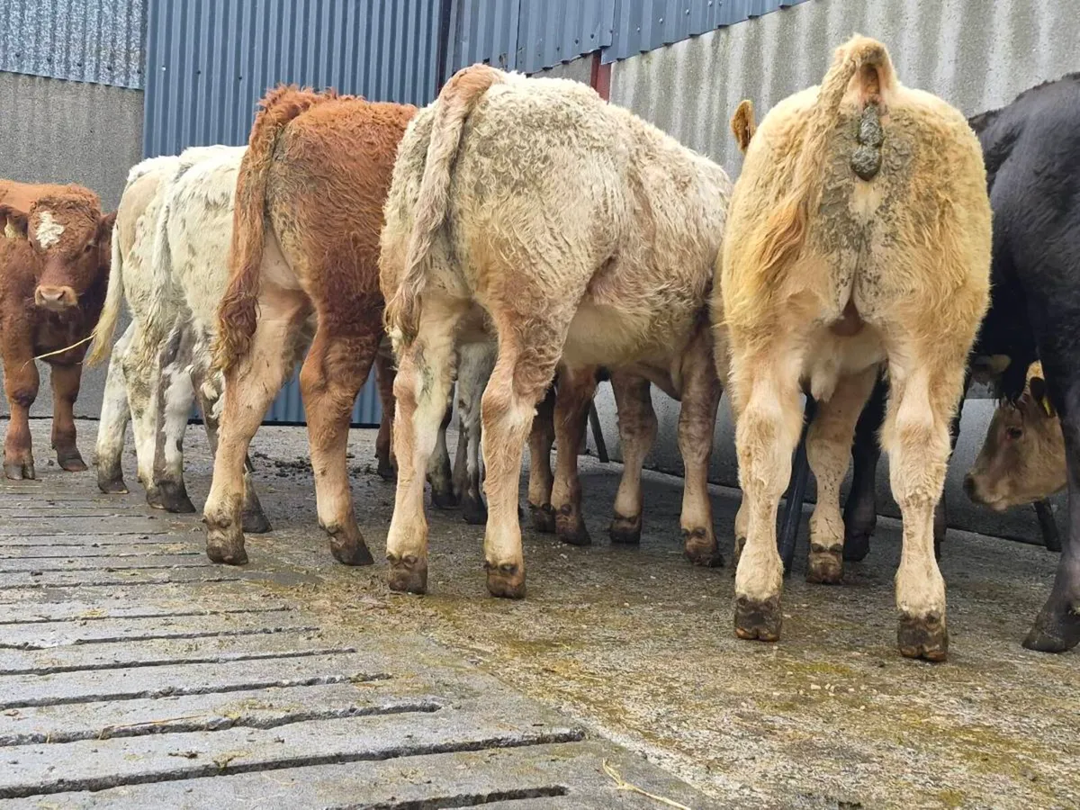 20 Super Bull Weanlings For Sale - Image 3