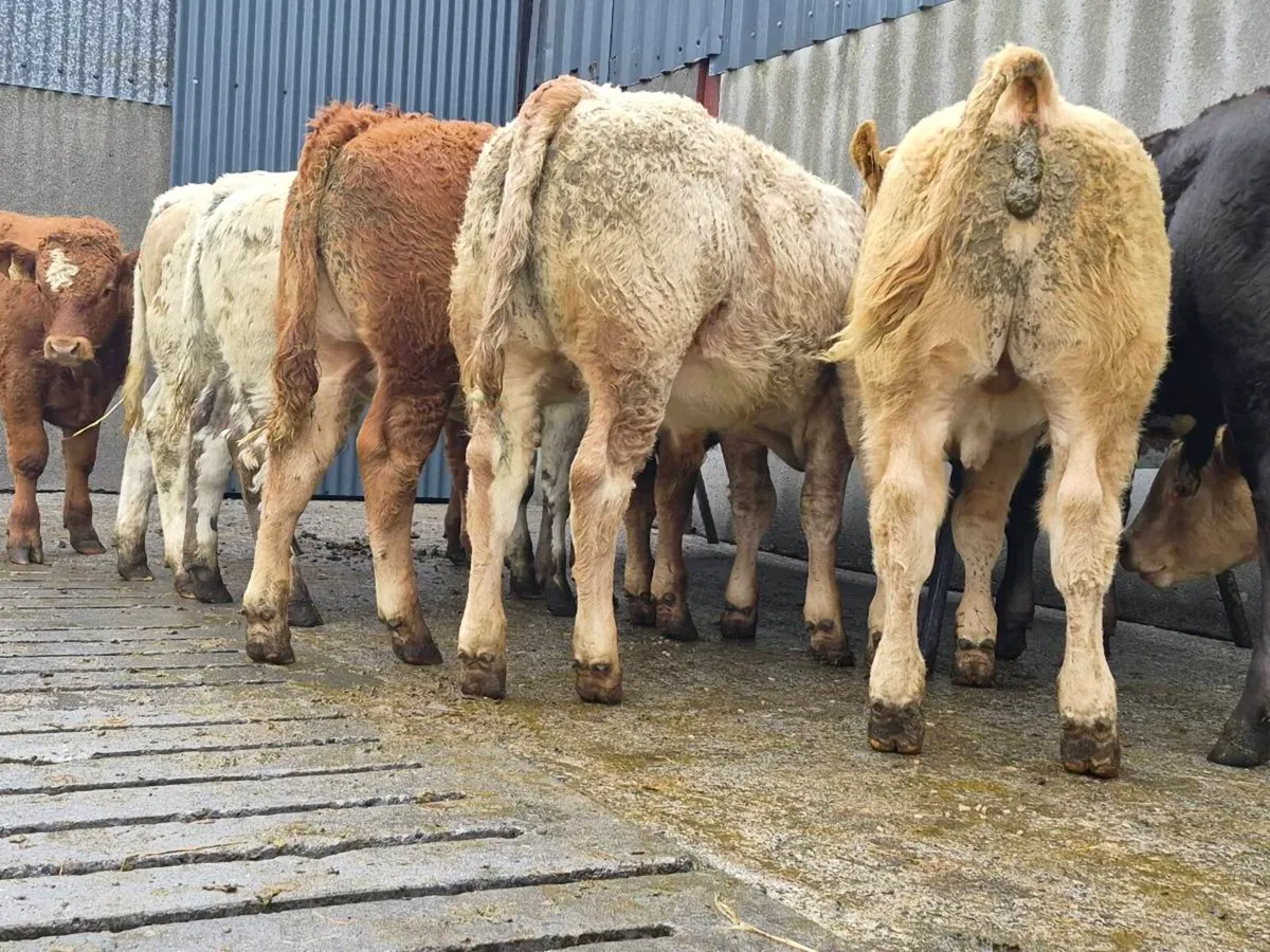 20 Super Bull Weanlings For Sale - Image 4