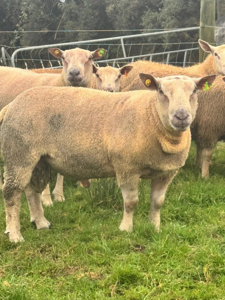 Charolais Rams - Image 1