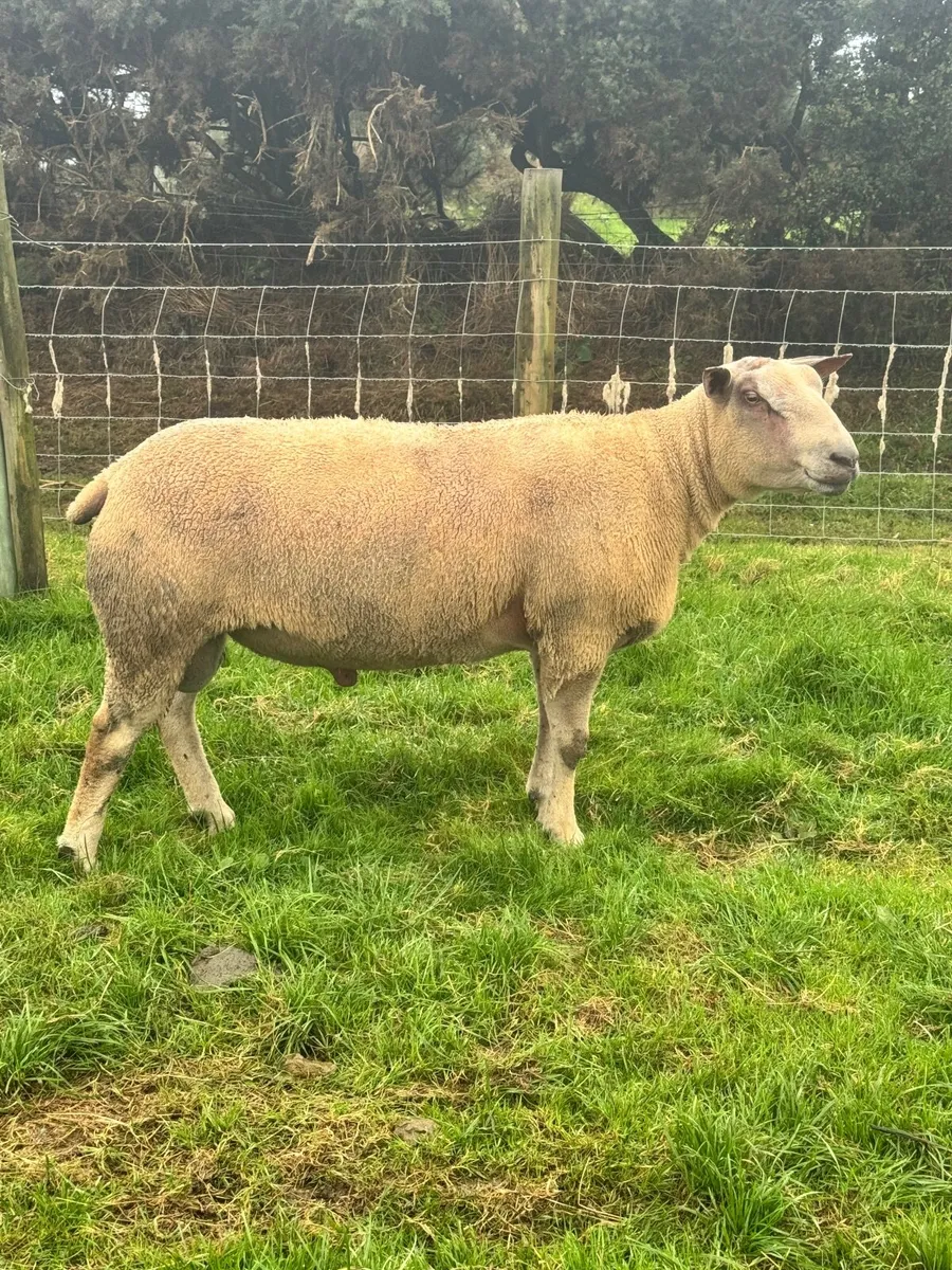 Charolais Rams - Image 2