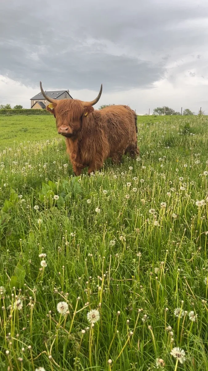 Pedigree Highland heifer - Image 1