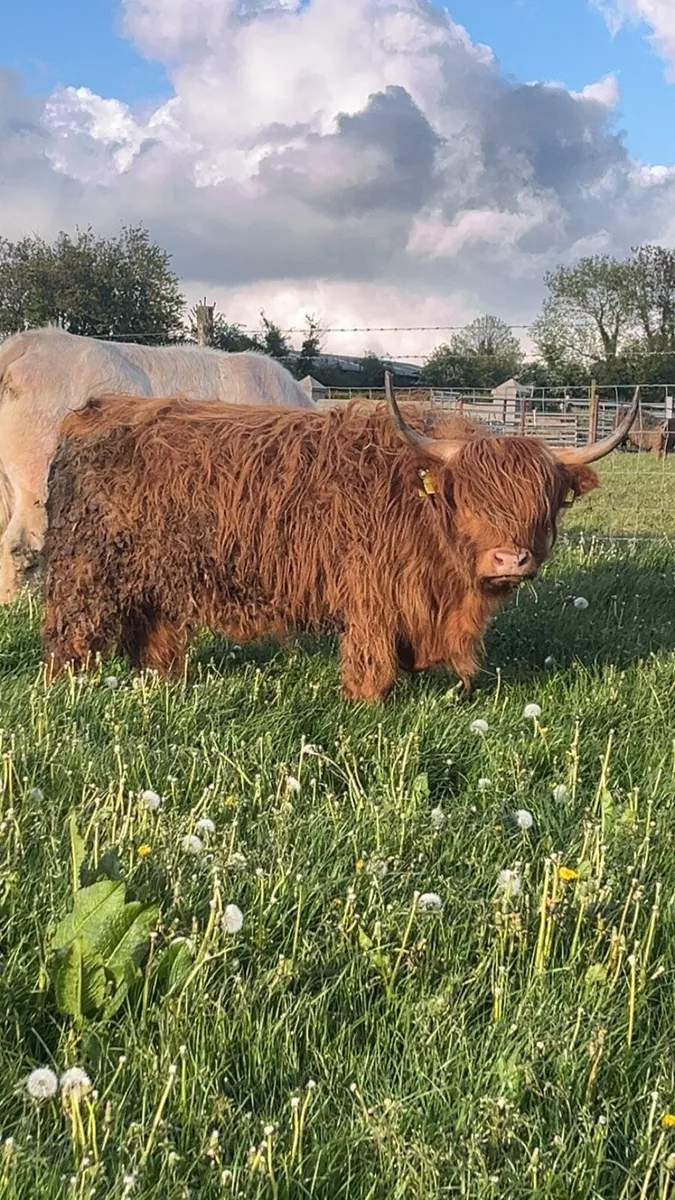Pedigree Highland heifer - Image 2
