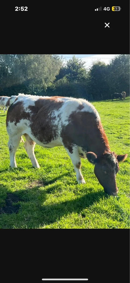 Springers - Image 1