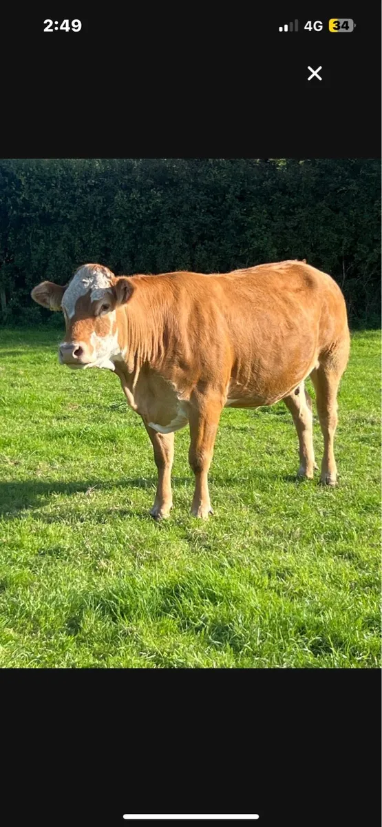 Springers - Image 3