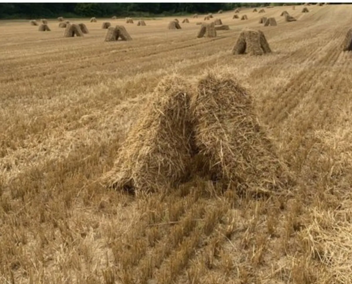 Small Bales Barley Straw - Image 1