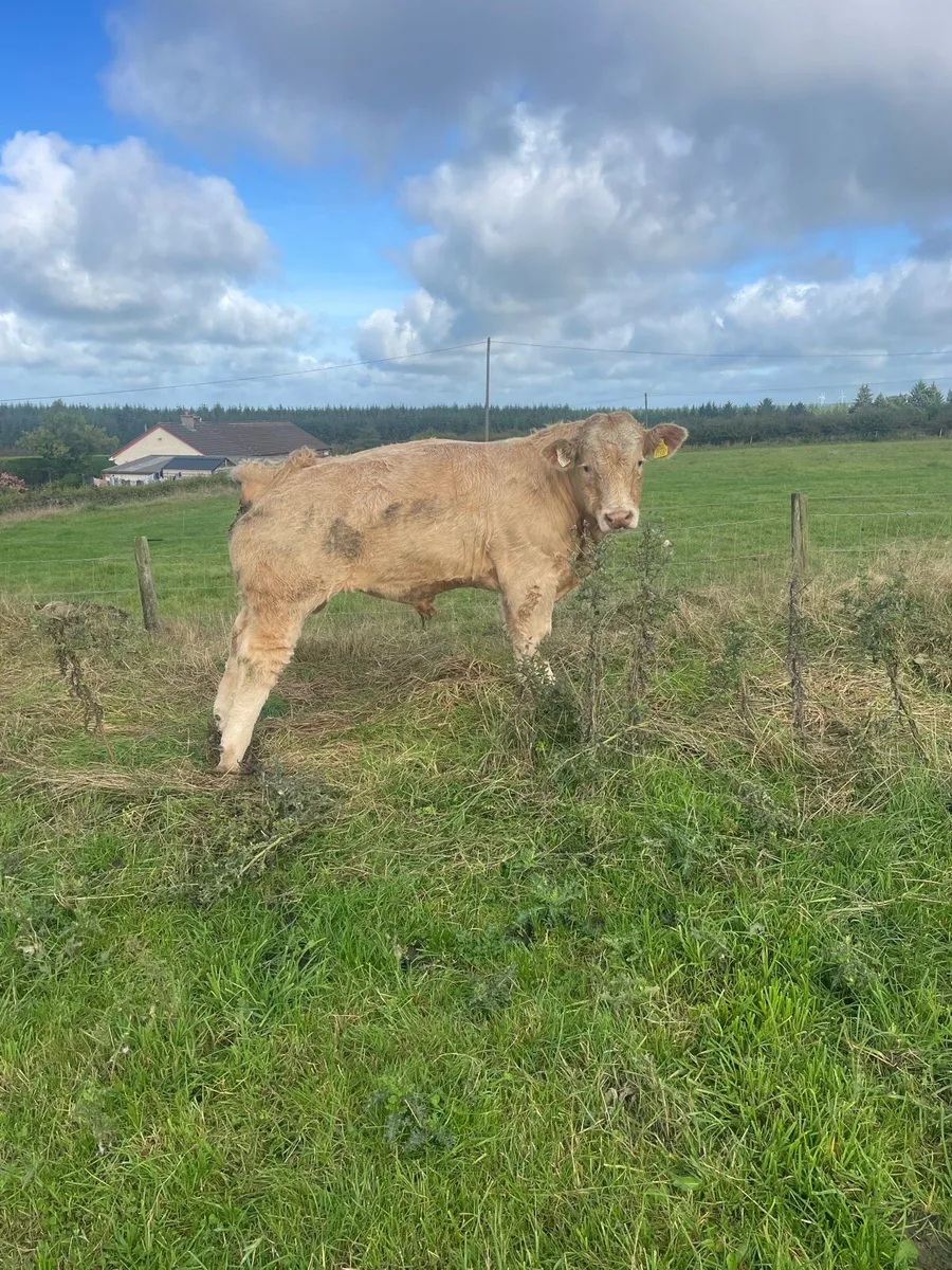 10 good quality weanling bulls - Image 3