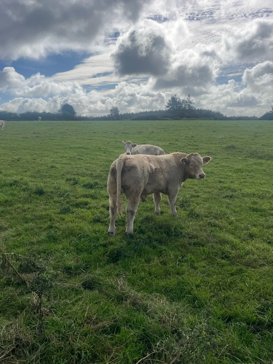 10 good quality weanling bulls - Image 4