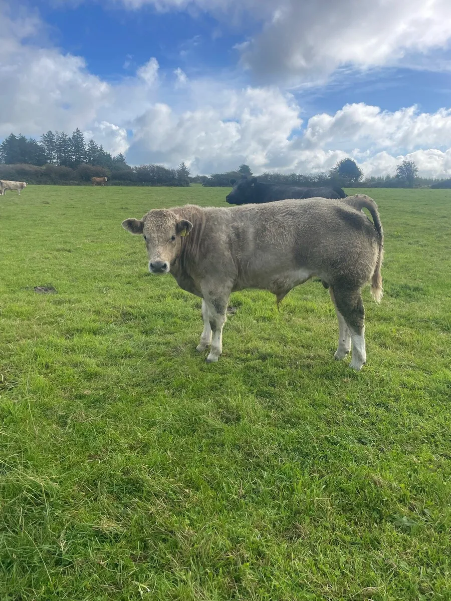 10 good quality weanling bulls - Image 1