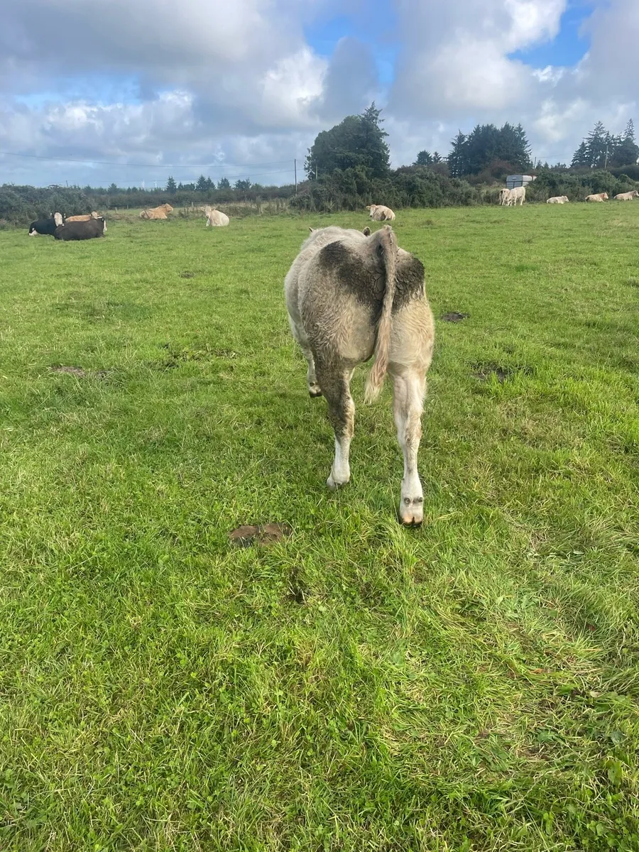 10 good quality weanling bulls - Image 2