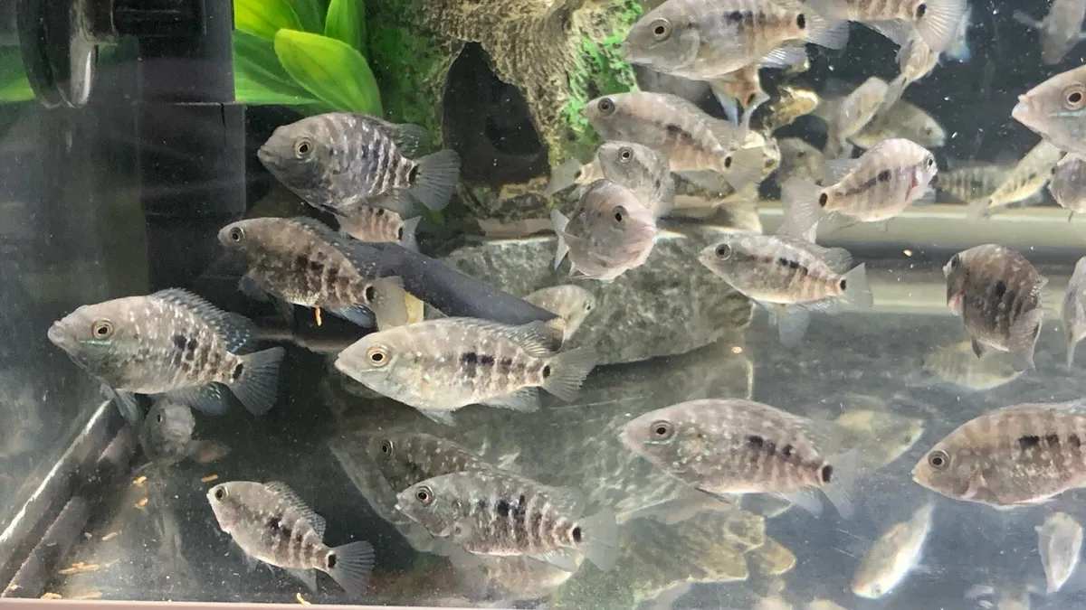 Yellow Lab + Texas cichlids - Image 4