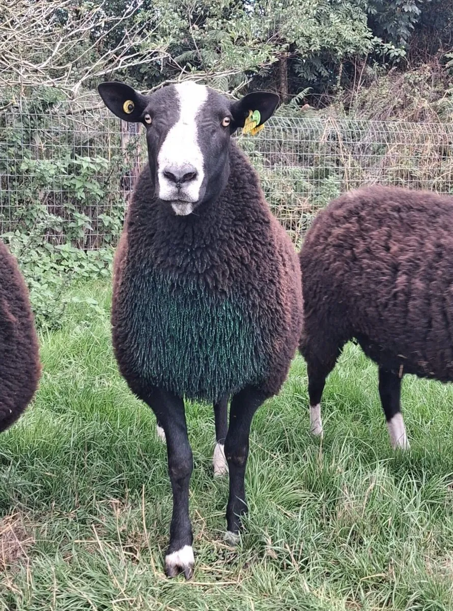 PBR Zwartbles Ram for sale - Image 1
