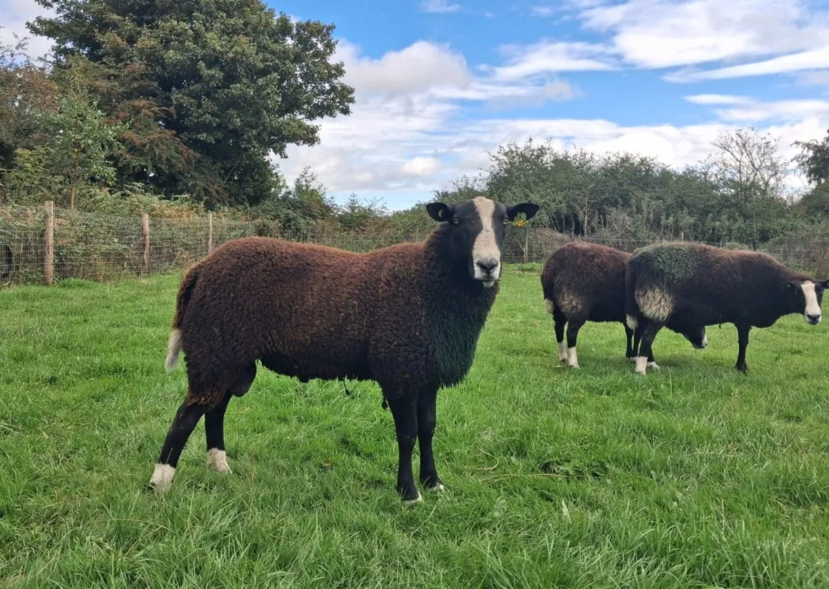 PBR Zwartbles Ram for sale - Image 2