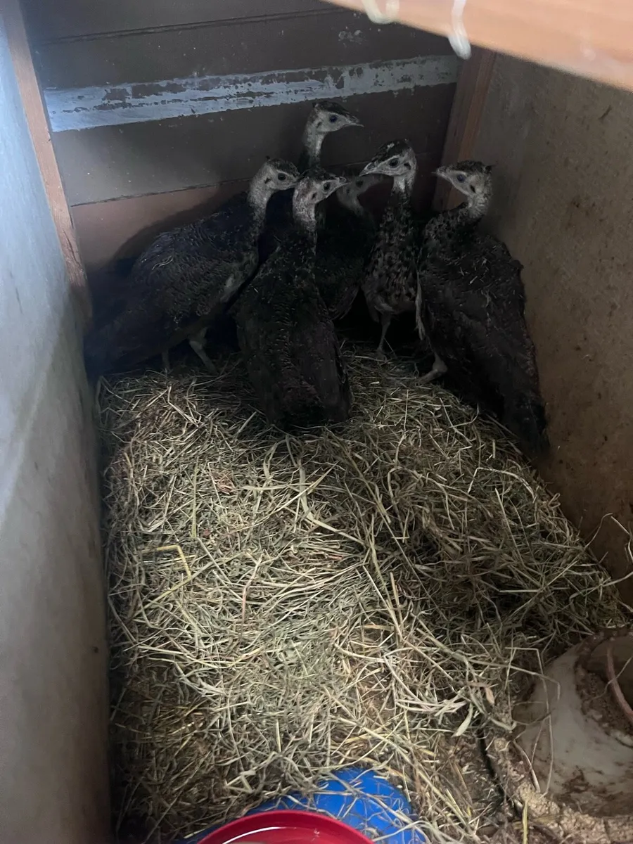 Poultry - Image 1