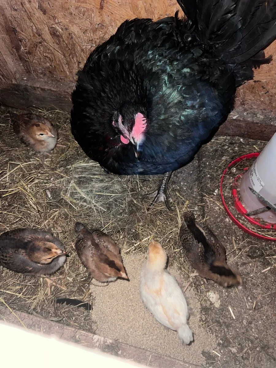 Poultry - Image 2