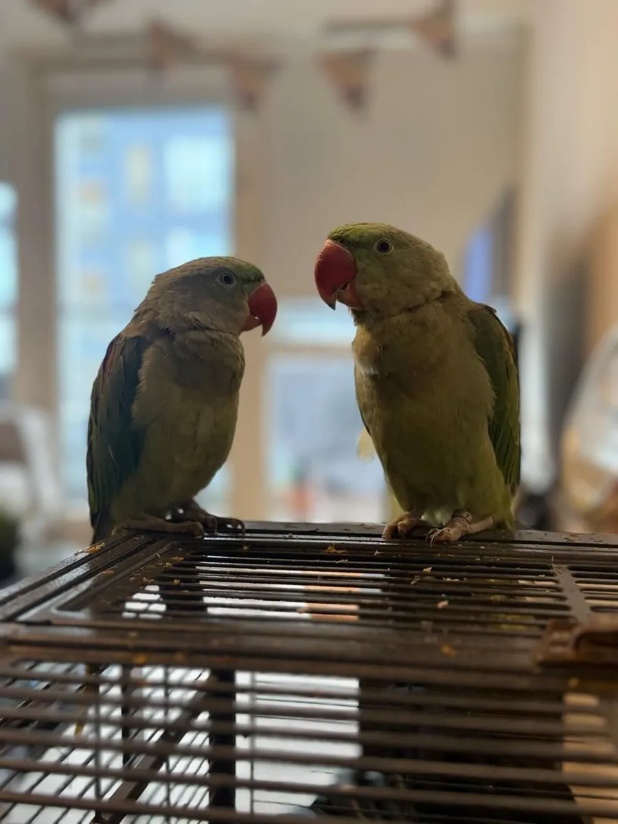 Alexandrine Parrots with big cage - Image 2