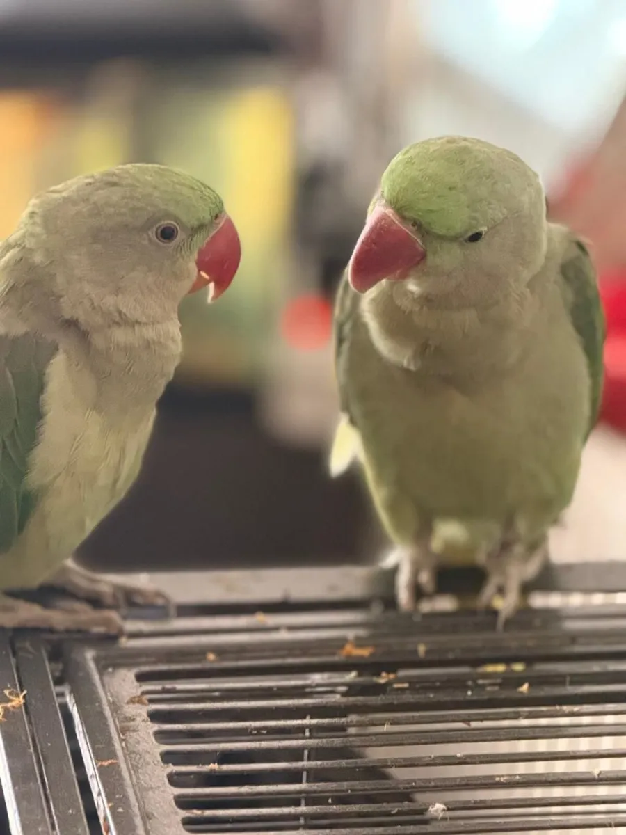 Alexandrine Parrots with big cage - Image 1