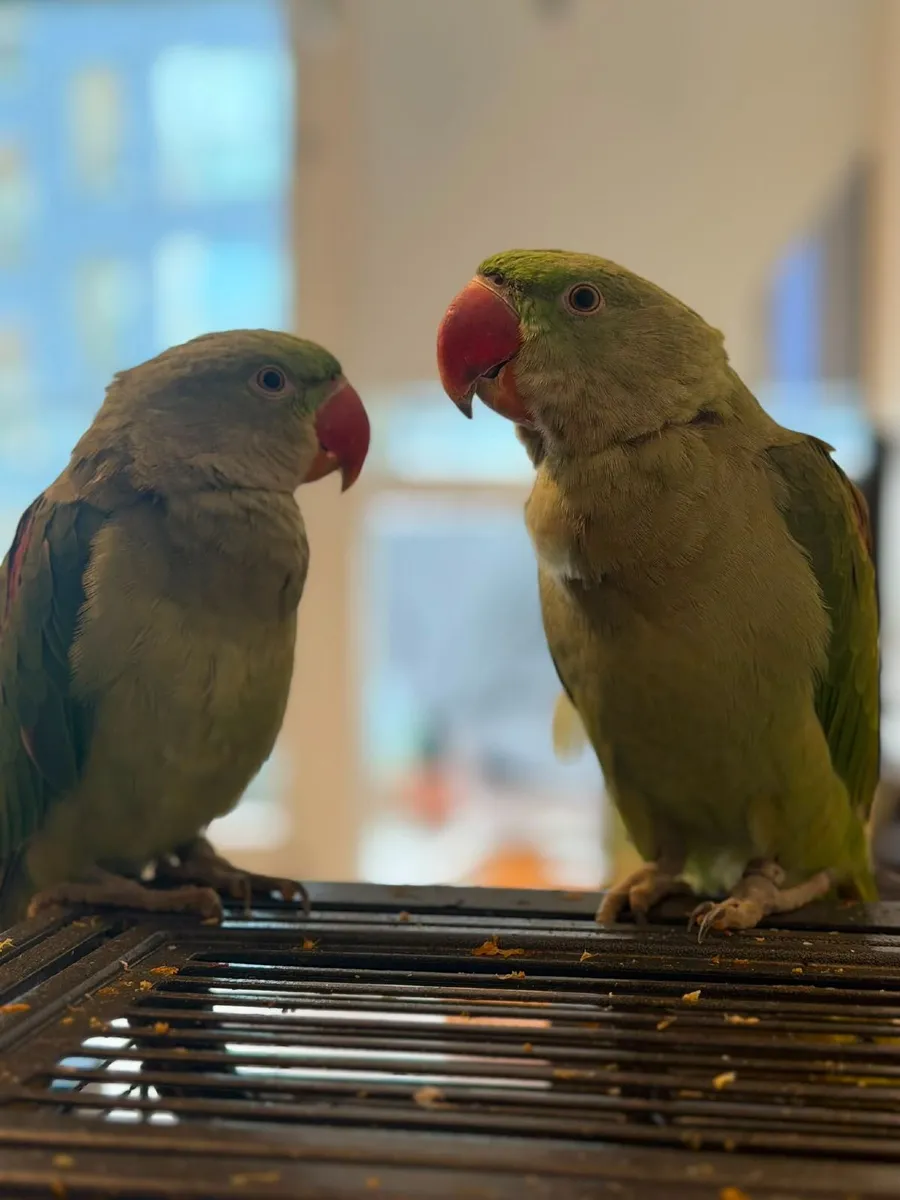Alexandrine Parrots with big cage - Image 3