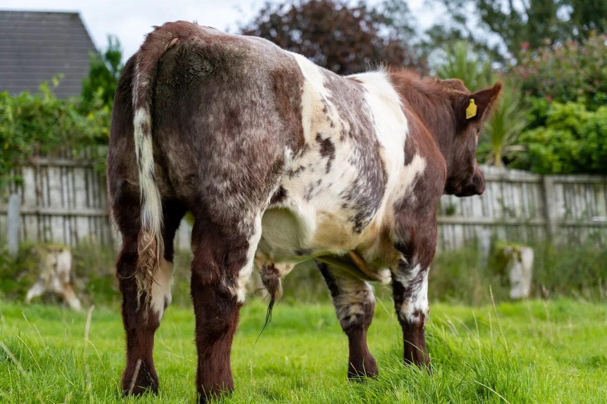 BEEF SHORTHORN BULL - Image 4